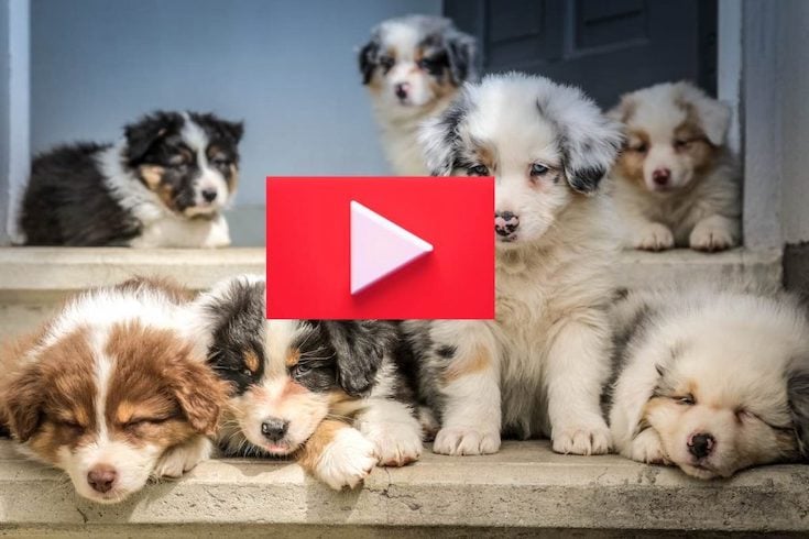 cute dog puppies sitting in the doorway and a red play button 