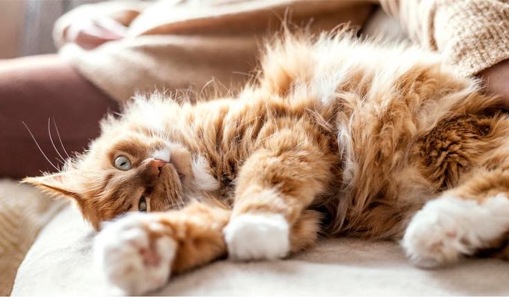 a cat laying on a couch next to a person