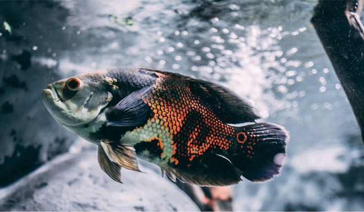 closeup of a fish in water