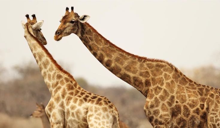two giraffes on a plain in South Africa