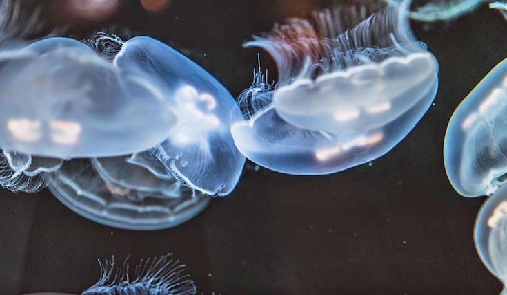 jellyfish in a dark water tank
