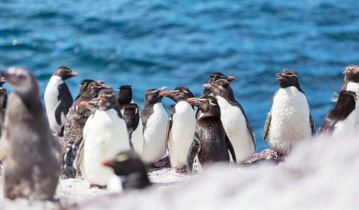 a large group of southern rockhopper penguins by a large body of water