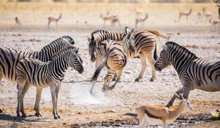 a group of zebras in Namibia
